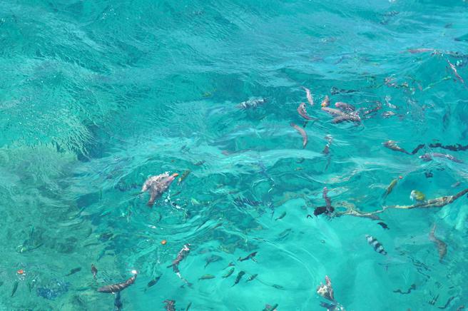 浮潜时，船员会喂鱼让鱼群靠近，游客就能更近距离的与鱼共游。（何书青摄）