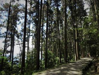 藤枝國家森林公園21日起免預約 每日開放800人入園