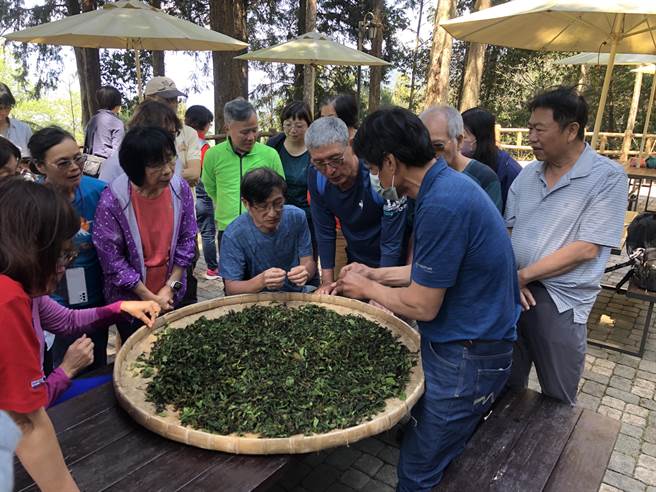 藤枝手揉山茶体验。（柯宗纬翻摄）