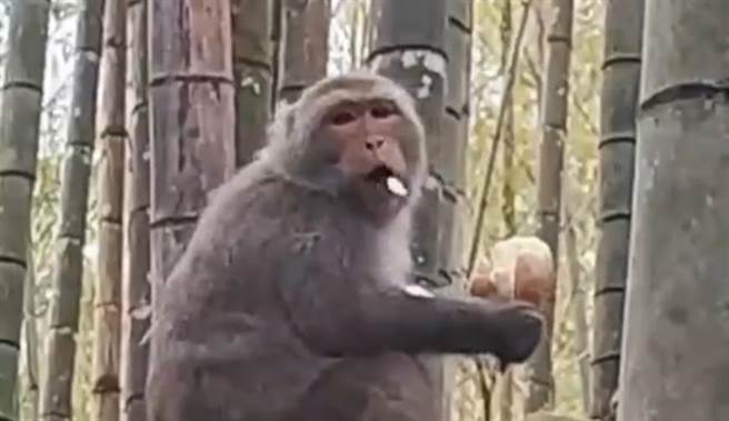 台湾弥猴群闯竹林採春笋大快朵颐，边剥笋壳边啃笋子，吃得津津有味。（民眾提供／杨静茹南投传真）