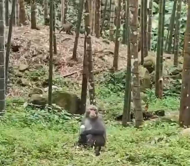 春笋破土而出，台湾弥猴群边剥笋壳边啃笋子。（民眾提供／杨静茹南投传真）