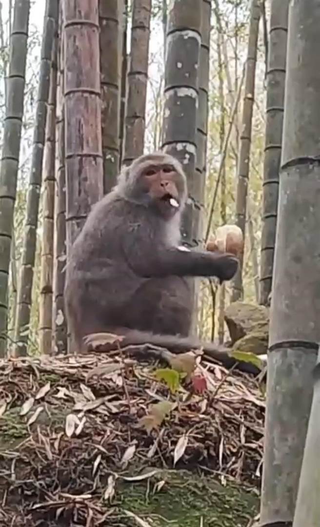 民眾夸台湾猕猴很聪明，专吃最嫩、最甜的笋尾。（民眾提供／杨静茹南投传真）