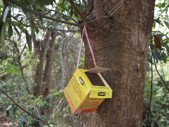 员林市公所向彰化县政府争取16万只「平腹小蜂」，18日释放在员林市登山步道进行生物防治，要力克荔枝椿象。（吴建辉摄）