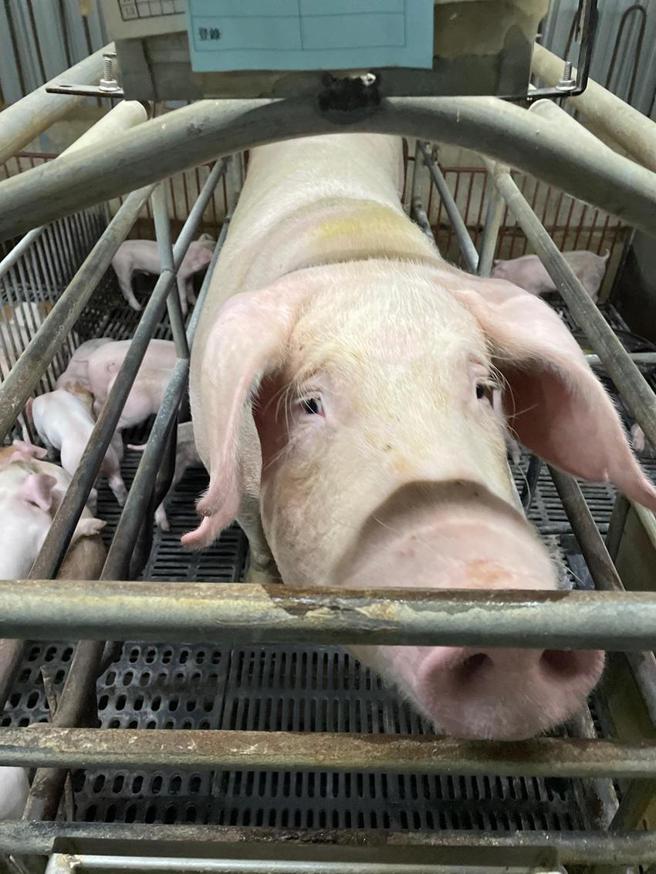 （全联独卖关山「好欣猪」年销售有望破亿元。图／李丽满）