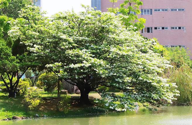 兴大的中兴湖畔老流苏树生病了，经紧急救治起死回生，重现湖畔四月雪美景。（兴大提供／陈淑芬台中传真）
