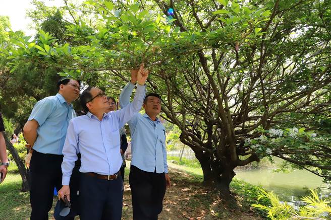 兴大的中兴湖畔老流苏树生病了，经紧急救治起死回生，重现湖畔四月雪美景。（兴大提供／陈淑芬台中传真）