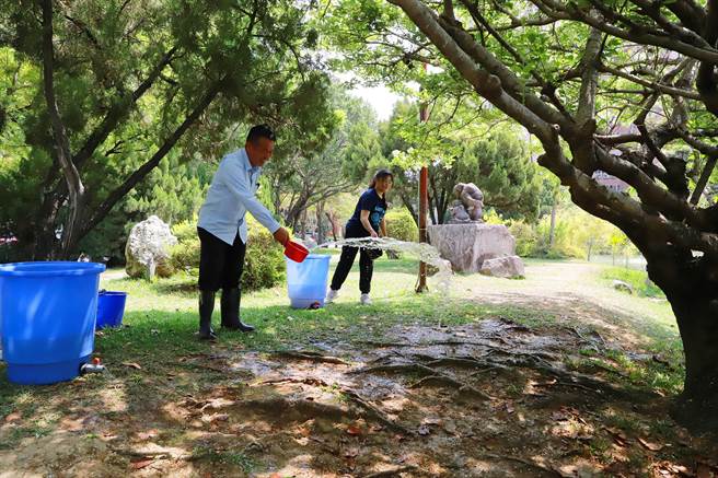 兴大的中兴湖畔老流苏树生病了，经紧急救治起死回生，重现湖畔四月雪美景。（兴大提供／陈淑芬台中传真）