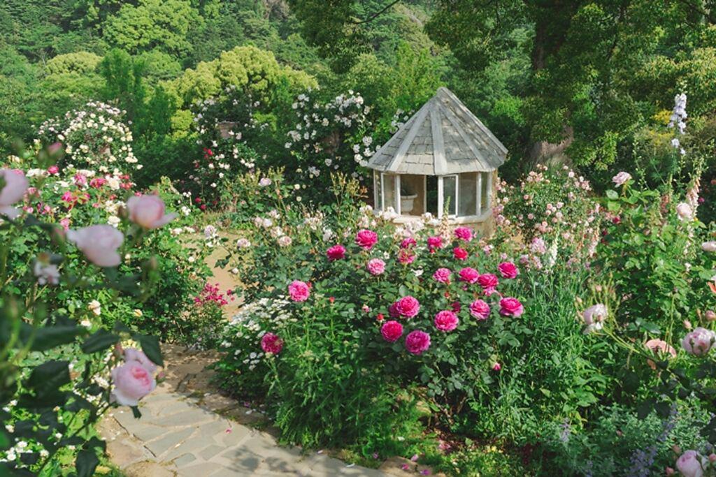 境內「英式玫瑰庭園」周圍栽種品種以各種類的英式玫瑰為主，飄散高雅花香。（圖／ACAO SPA & RESORT）