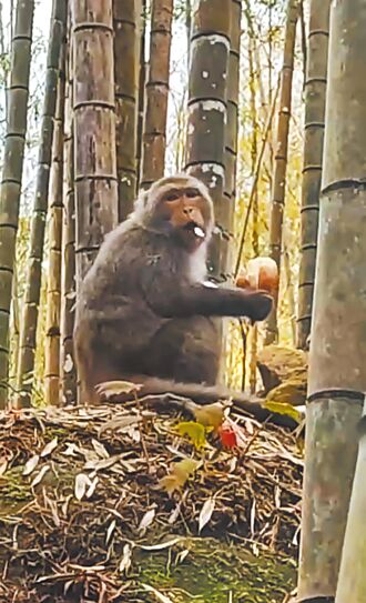 南投 春筍鮮甜 台灣獼猴群闖竹林吃到飽