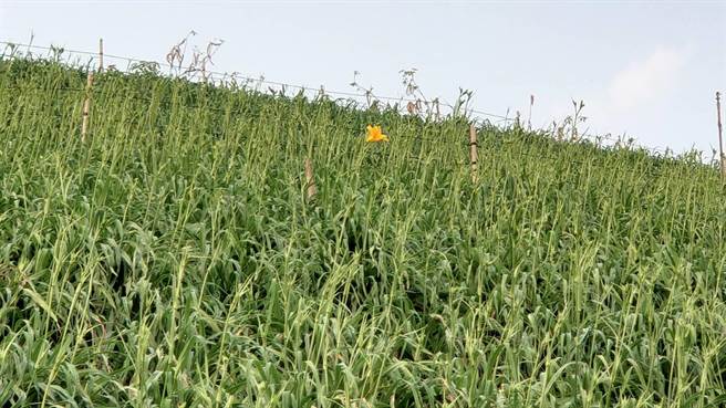 今年虎山巖第一朵金针花在今天早上开花，预计一周后进入盛开期。(陈姓民眾提供／吴建辉彰化传真)