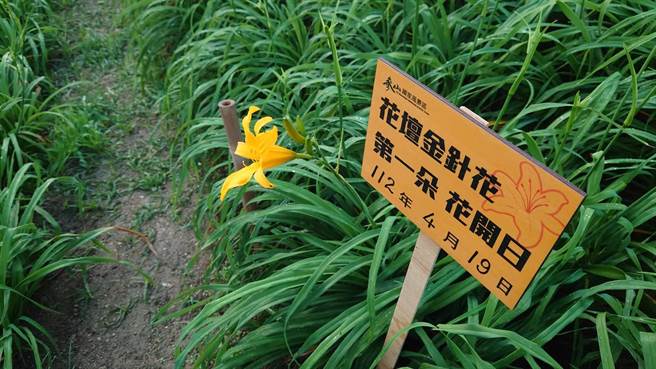 去年第一朵是4月4日 开，今年足足晚半个月开花，想欣赏金针花海的民眾，可算准时间，准备上山赏花。(陈姓民眾提供／吴建辉彰化传真)