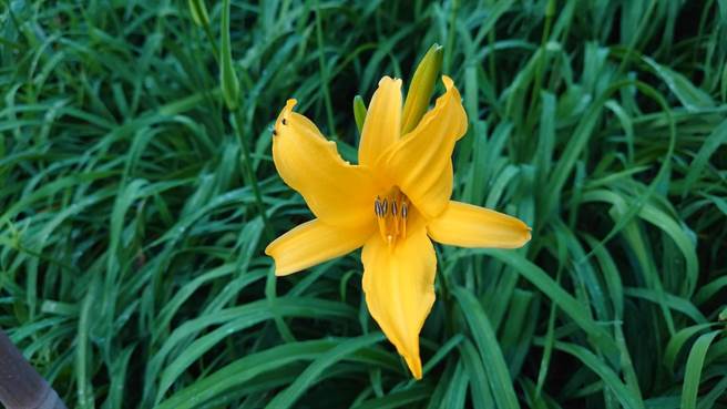 虎山巖金针花每年大家都在猜第1朵化何时开，就连参山国家风景区管理处都在「趣游参山」粉专中，举办留言预测活动，数千名网友留言预测。(陈姓民眾提供／吴建辉彰化传真)