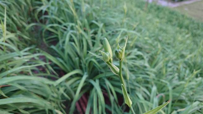 花坛山巖随着第1朵金针花盛开，也预告金针花海倒数。(陈姓民眾提供／吴建辉彰化传真)