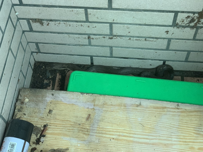 新北市树林区某民宅屋主本月14日准备洗衣服时，发现长约2米的眼镜蛇从洗衣机窜出，对眼后被吓坏。（动保处提供）