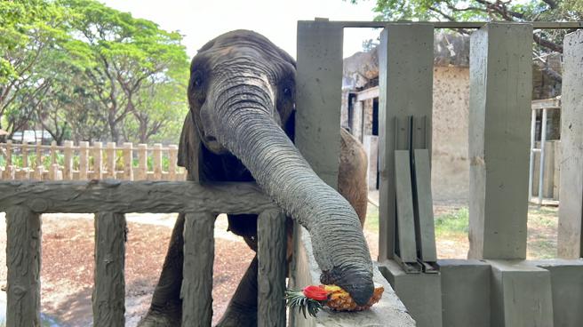非洲象「阿里」以长鼻将凤梨大餐一次完食(高雄市观光局提供)
