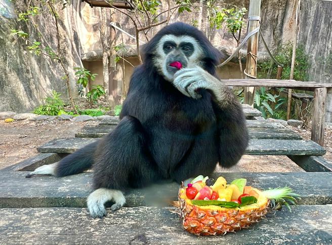 白手长臂猿「yoyo」享用凤梨蔬果全席(高雄市观光局提供)
