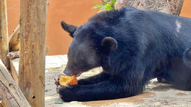 台湾黑熊「波比」以灵敏的嗅觉很快就找到藏在展场水池边的凤梨。(高雄市观光局提供)