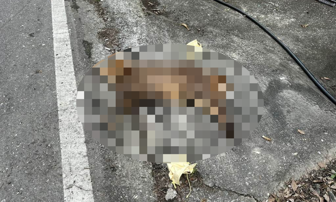 一只山羌突然从路边草丛窜出，暴衝台9线车道并与机车骑士碰撞，当场死亡。（凤林警分局提供／罗亦晽花莲传真）