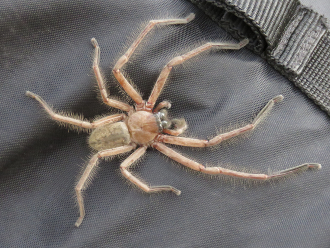 澳洲一名男子近日睡醒发现，裤子里竟有东西在动，脱下检查爬出一只巨型蜘蛛。(示意图/达志影像)