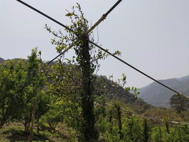 爱玉子萌果率下降。（高雄市农业局提供／林雅惠传真）