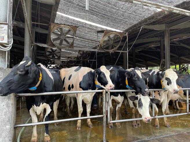 全联小农鲜奶系列今年业绩目标3.5亿。（图／李丽满）