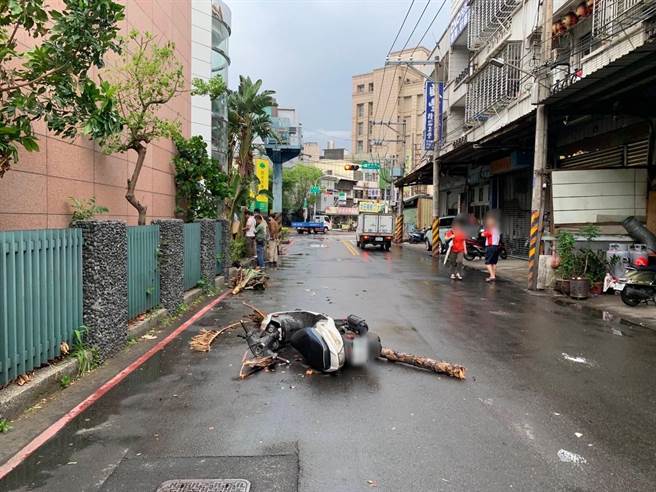 新莊新樹路497巷路旁有一株路樹疑似因腐朽，被強風一吹就有枝幹被吹斷，正巧砸中騎車經過的42歲陳姓女子，導致她全身多處擦挫傷。(黃敬文翻攝)