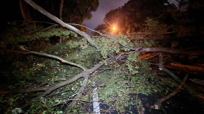 傍晚6点左右彰化八卦山牌楼附近停车场一颗巨大路树应声倒塌，民眾吓得报警。（翻彰化踢爆网／吴建辉彰化传真）