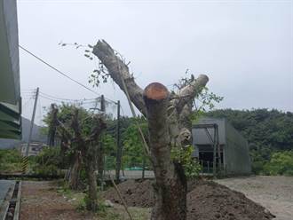 中山農業園區榕樹被「剃光頭」  水保局承認了