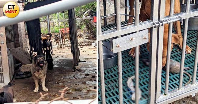 毛想家粗估里面饲养约190只犬只，但李姓负责人疑似无法负担，园区里不仅布满粪便，更有犬只直接以老鼠为食。（图／翻摄画面）