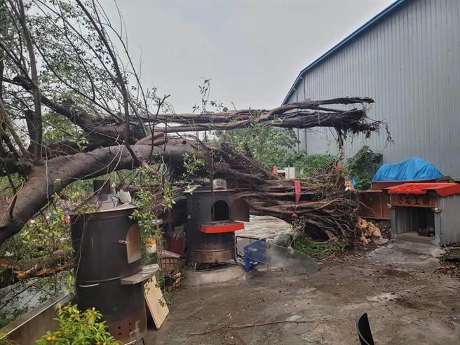 大里区日新路往大智路一处弯处则有路树被狂风拦腰折断，横躺道路中。（市议员江和树提供／冯惠宜台中传真）