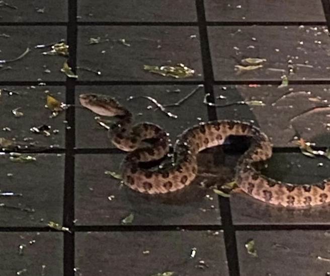 有民眾昨日在新北市中和国小操场发现一条长约1米的龟壳花，只见龟壳花呈现警戒状态，缩身呈现S型，凶狠模样吓坏不少网友。（翻摄自爆料公社）