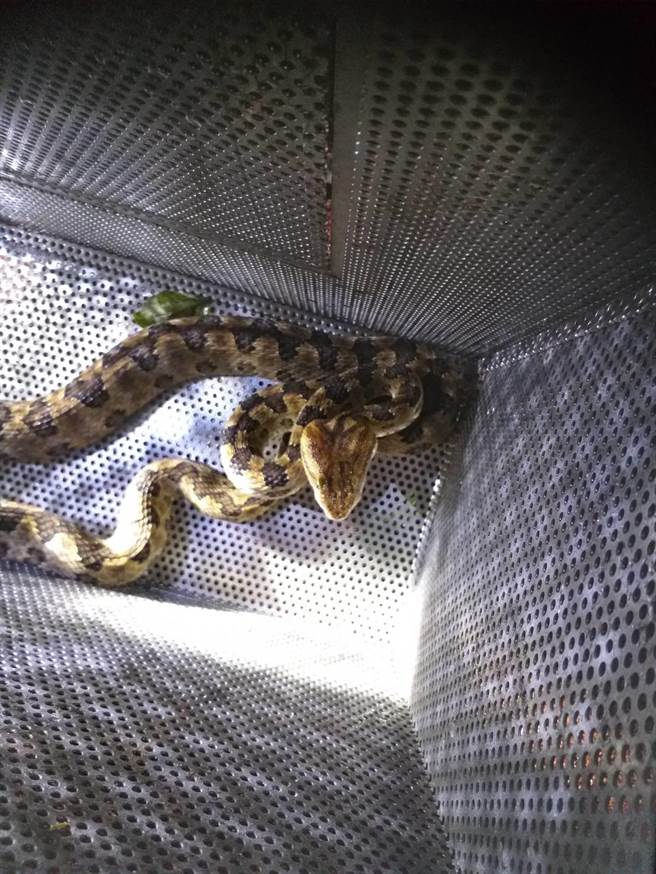 动保处表示，昨日晚间近9时许已将龟壳花捕获，带往合适地点野放。（动保处提供）