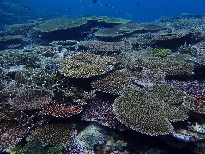 透过海大与鸿海集团的合作，将有助于海洋珊瑚礁的復育，达到增进生物多样性的目的。（国立臺湾海洋大学识名信也教授实验室提供（土屋考人拍摄）／张志康基隆传真）