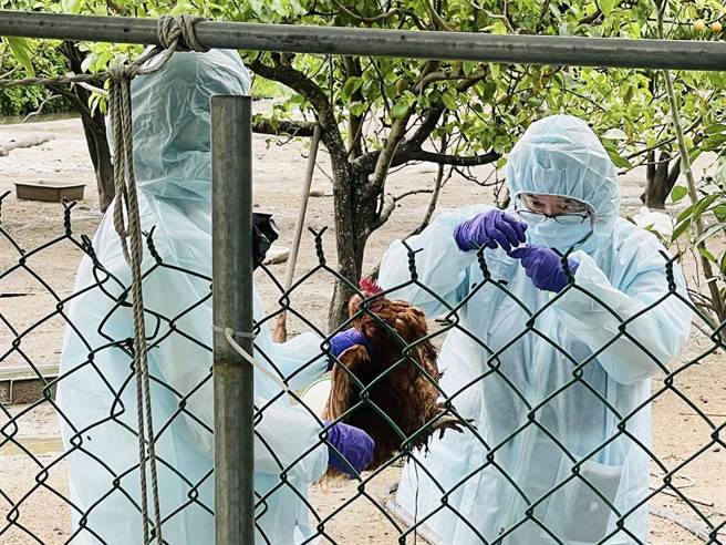 市议员曾资程表示，今早接获乡亲来电，他所放养近200只蛋鸡，从前天开始死亡，怀疑是禽流感，因此赶紧通报产发处动保所。（取自曾资程脸书）