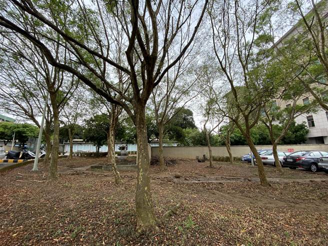 嘉义市今天上午下短暂春雨，植物树木稍解渴。（廖素慧摄）