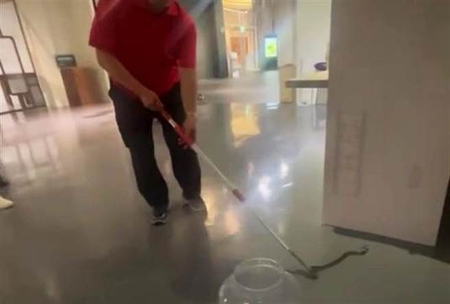 民间捕蛇人员今天下午在嘉义市立博物馆捕抓到一只眼镜蛇。（读者提供／廖素慧嘉市传真）