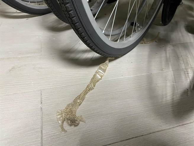 嘉义市立博物馆日前发现有蛇皮。（读者提供／廖素慧嘉市传真）