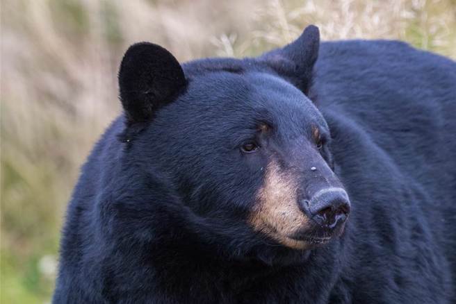 加拿大一名女子的车子被黑熊闯入，连喝了车内69罐汽水，还撕烂她的皮革座椅。(示意图/达志影像)