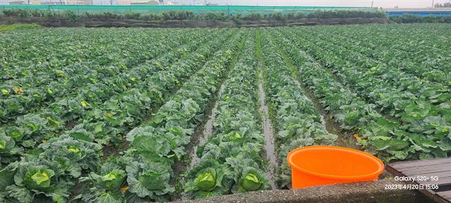 目前包括溪湖等几个主要种植高丽菜乡镇，降雨量都不大，因此只要天气不要巨变，这期高丽菜应该是可以保住。（农民洪丰钿提供／吴建辉彰化传真）