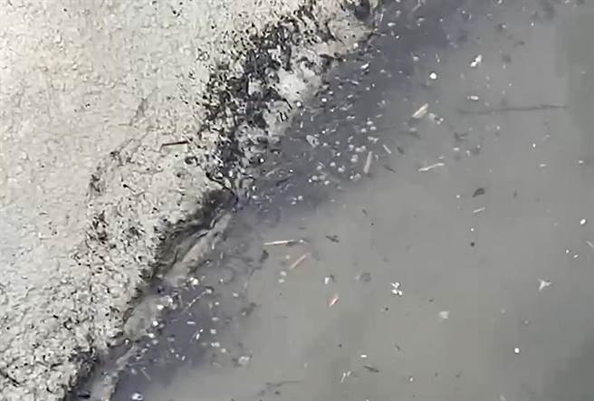 云林县台西乡鱼塭出现黑色漂浮物，环保局採样化验厘清来源。（民眾提供／张朝欣云林传真）