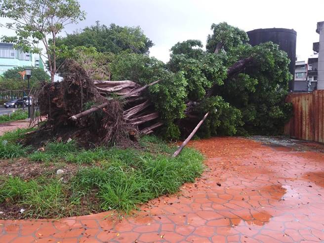 东区復兴路与復兴东一路口的1棵大榕树突然倒塌在人行道上。（读者提供／张妍溱台中传真）