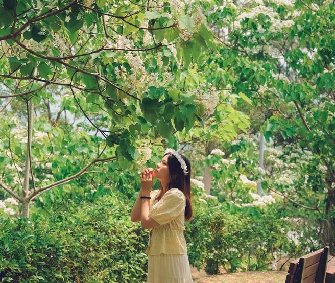 「2023苗栗桐花祭」，4月22日即将登场。（苗栗县政府提供／李京升苗栗传真）