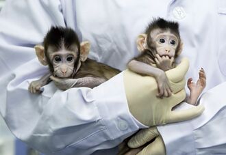 中國科學研究培育出首個猴子假胚胎