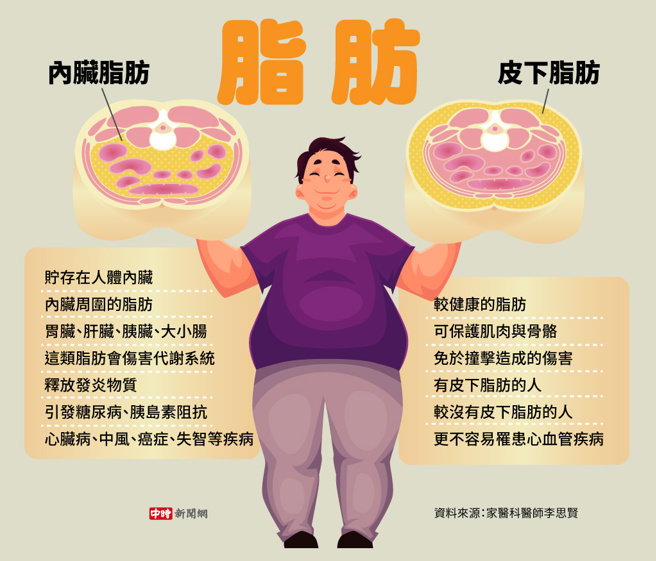 脂肪(制图/陈友龄)