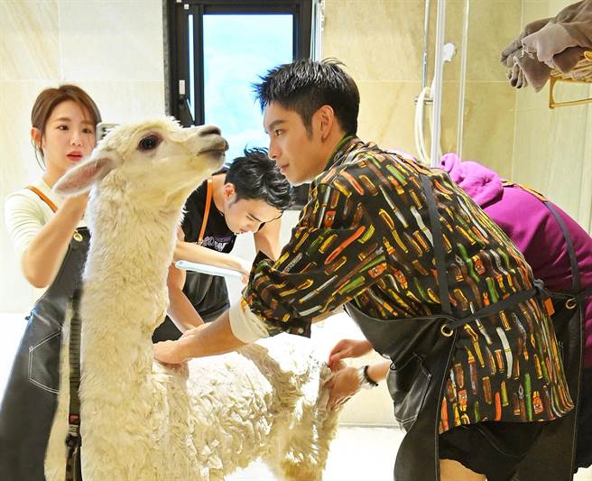 实习生郭书瑶（左起）、黄伟晋、曹佑寧、许富凯笑说洗羊驼是很新奇的体验。（台视提供）