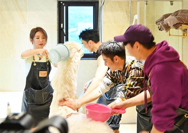 郭书瑶（左起）、黄伟晋、曹佑寧、许富凯洗羊驼至少洗了40分钟。（台视提供）