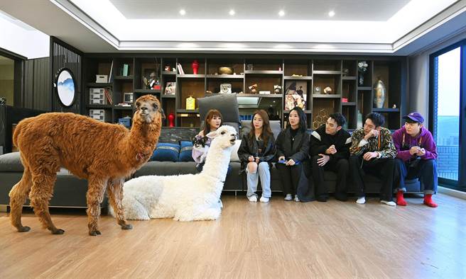 陶晶莹（中）看到2只羊驼笑称简直是来到杜拜。（台视提供）