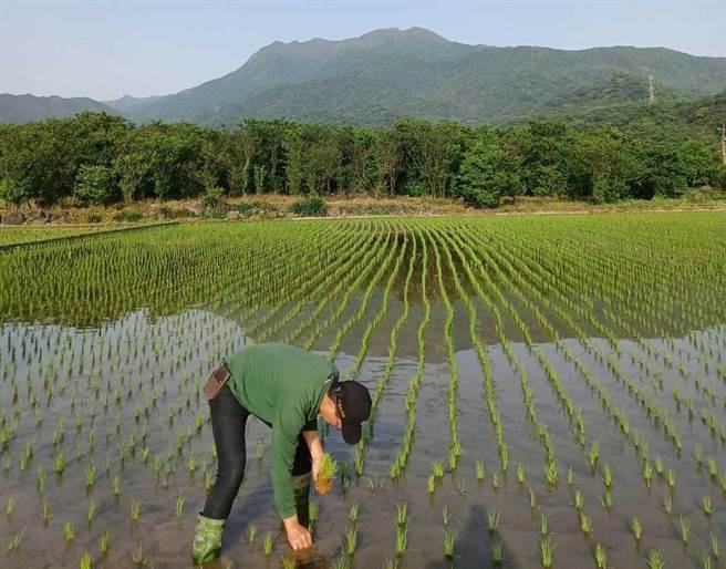 新北市府配合行政院农委会林务局推动「重要栖地生态服务给付」计画，只要是这8区的水梯田或水田，有机会请领每公顷最高7万元的生态薪水。（农业局提供）