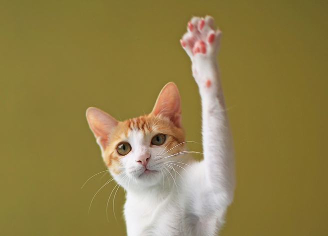 林男将猫咪关进到扣垃圾桶内，上方放置哑铃等物，关20至30分钟导致猫咪死亡，法官依违反《动保法》判刑。（示意图／达志影像）