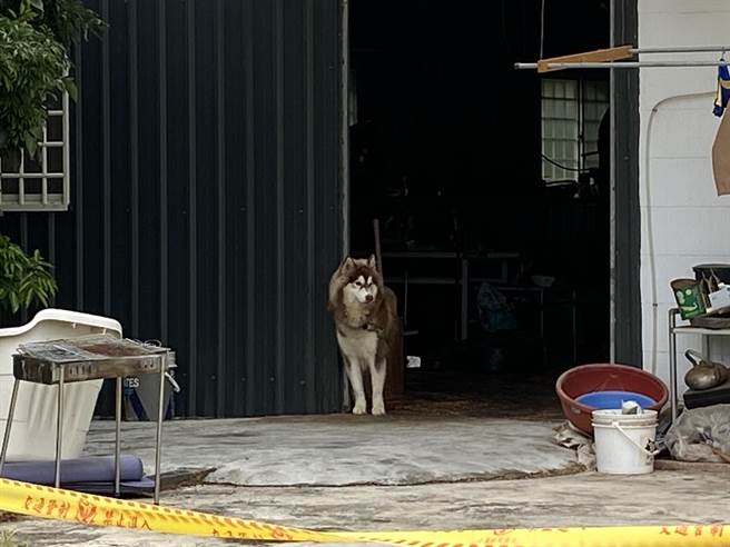 吴家的哈士奇疑半夜狂吠，等不到主人了。（廖素慧摄）